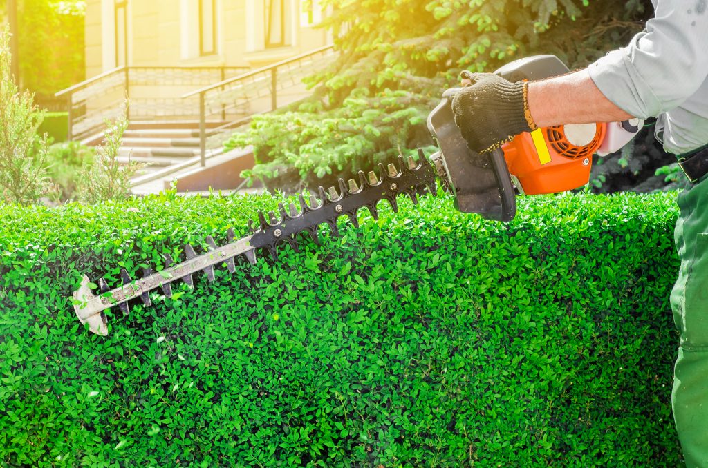 Hedge Cutting & Hedge Trimming in Chester – JD Tree Services Chester