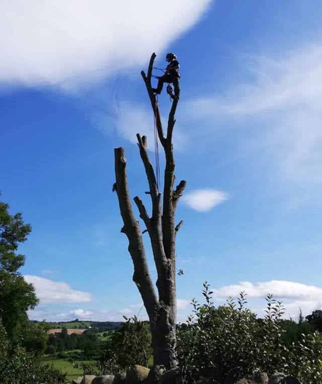 Tree surgeon carrying out tree dismantling work in Chester Tree surgeon safely dismantling a tall tree in Chester using professional climbing equipment